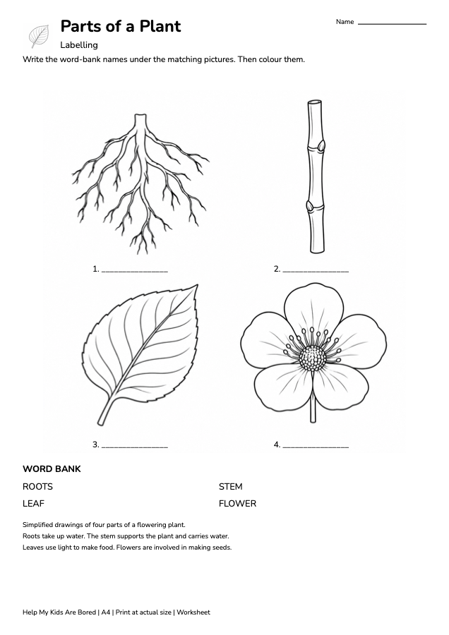 Parts of a Plant - Science Worksheet Pack