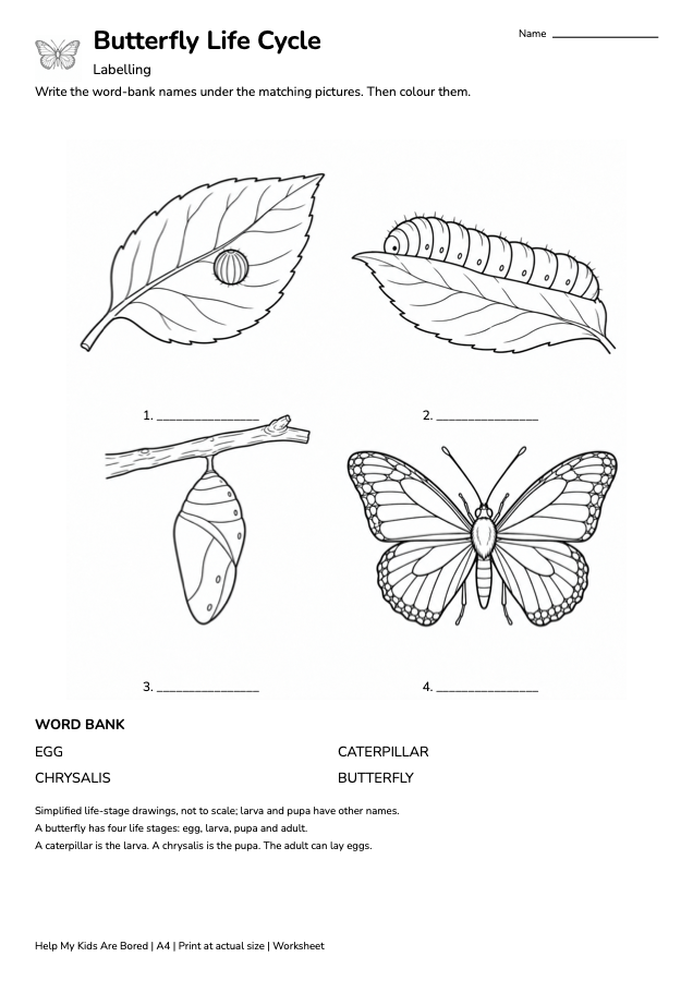 Butterfly Life Cycle - Science Worksheet Pack